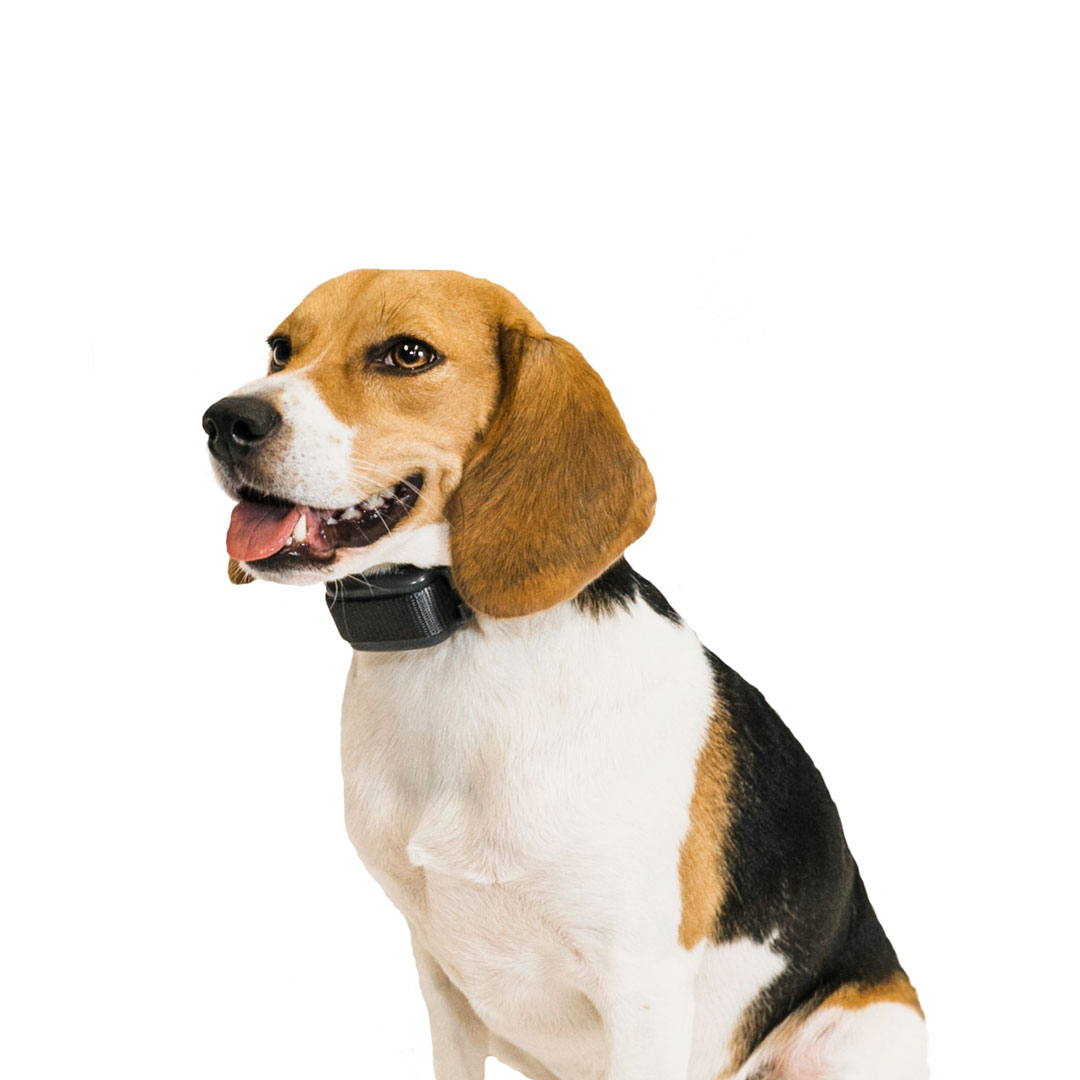 Bark Collar Premier Pet