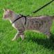 Cat Harness & Leash - Medium