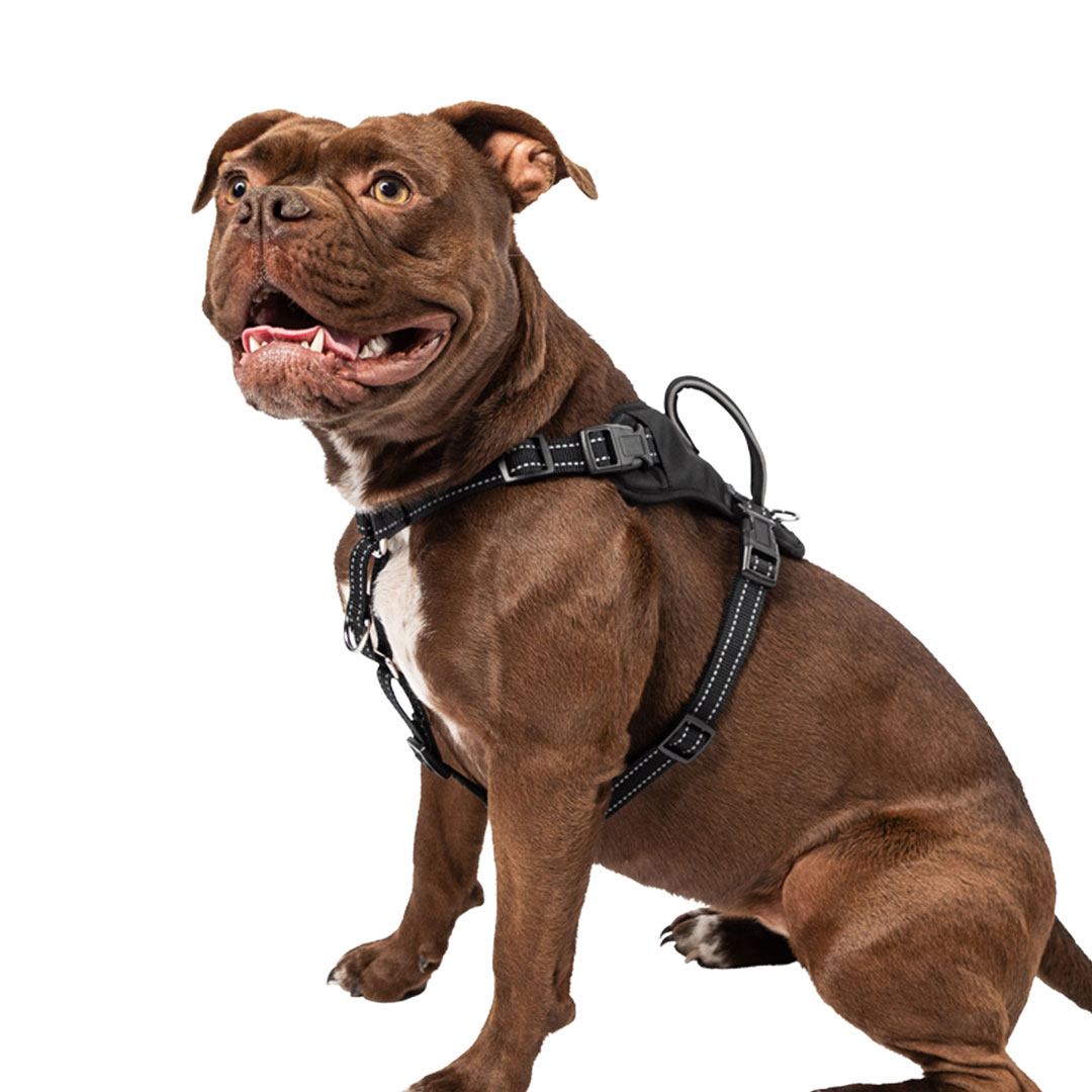 No Pull Comfort Harness - Medium - Premier Pet