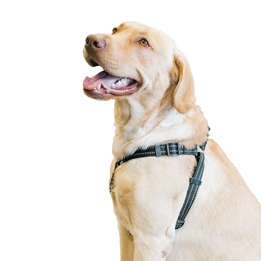 Step-In Harness - Large - Premier Pet