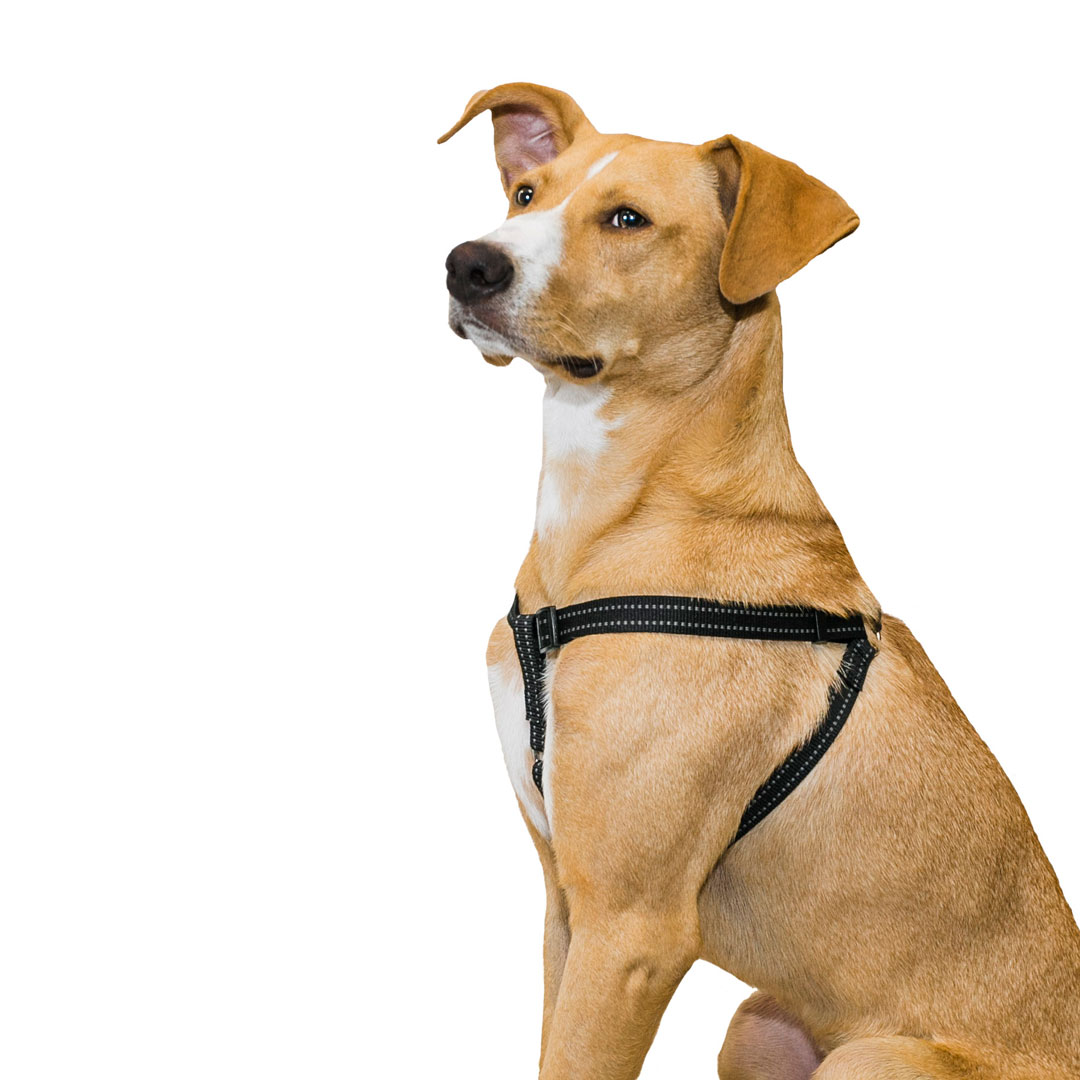 Pet champion step in harness hot sale