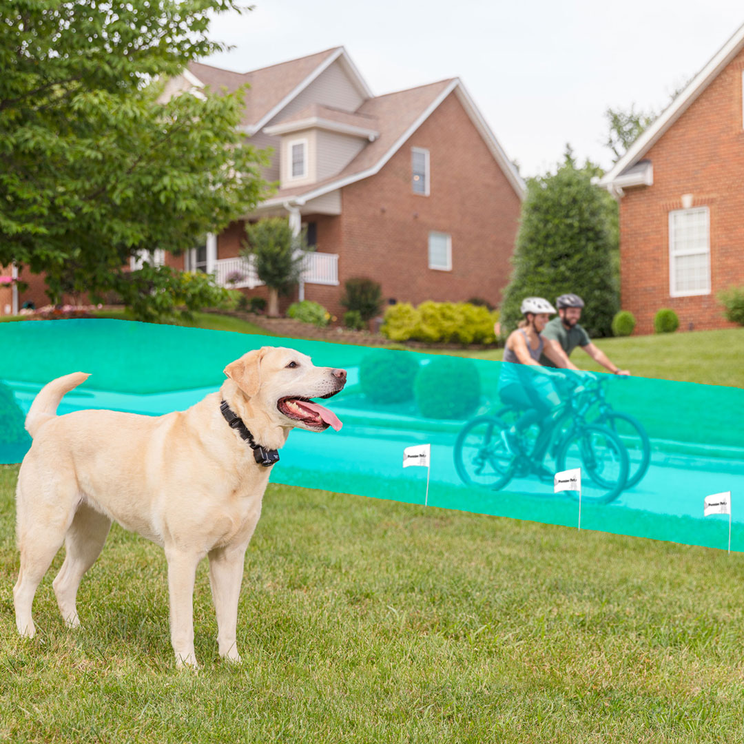 premier pet in ground fence collar