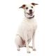 1000 ft. Dog Trainer with Rechargeable Battery