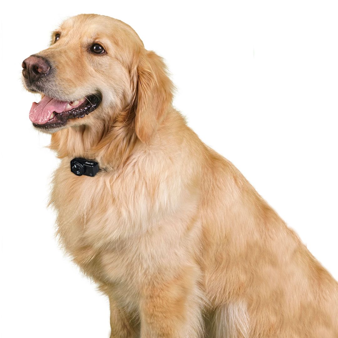 Wireless Fence Premier Pet