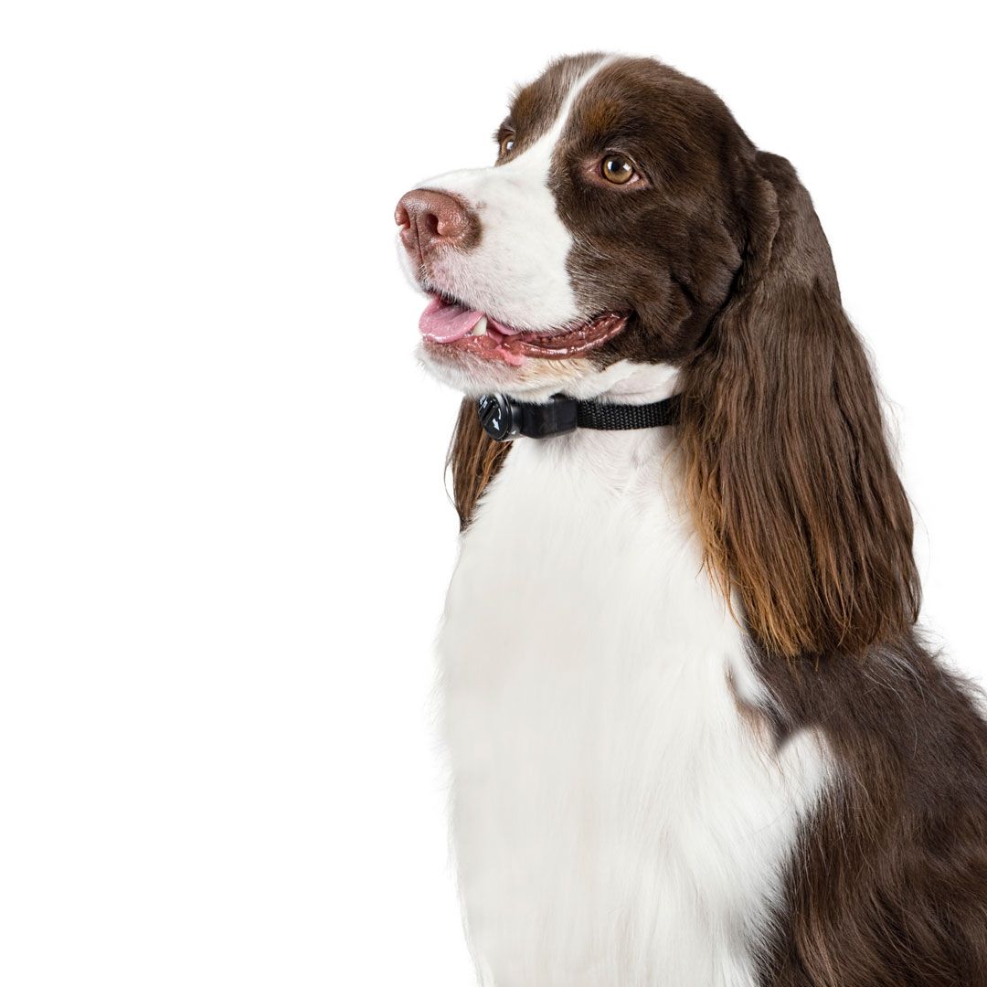 premier pet in ground fence collar