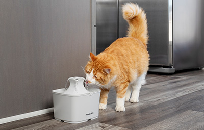 Cat with fountain